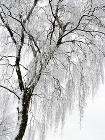 雪景