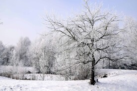 雪景