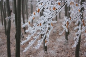 雪景