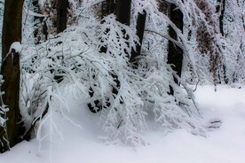 雪景