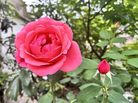 月季花