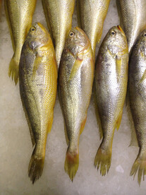 黄鱼