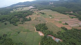 山顶中药材种植基地