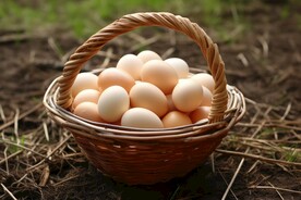 鸡蛋