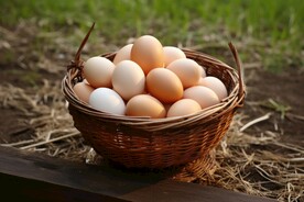 鸡蛋