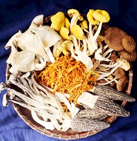 云南菌菇