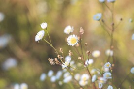 雏菊