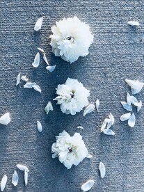 白花与花瓣
