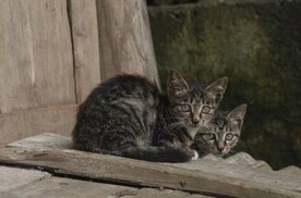 两只小猫