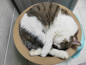 猫咪睡觉