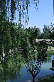 垂柳风景 