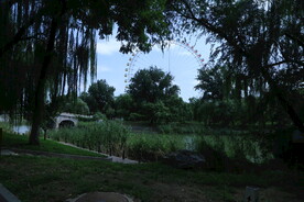 垂柳风景