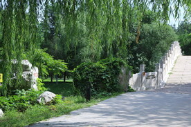 垂柳风景
