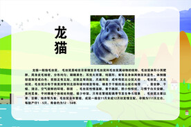 宠物简介   龙猫