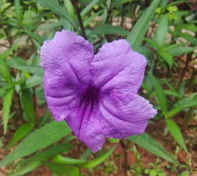 鲜花盛开