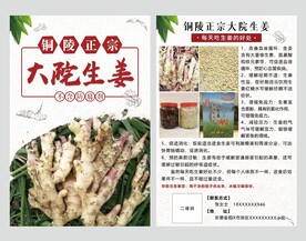 铜陵正宗大院生姜