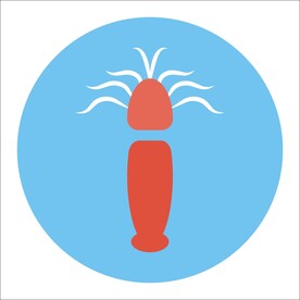 皮皮虾