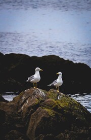 海鸥