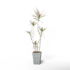 C4D模型 绿色植物
