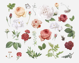 写实鲜花插画
