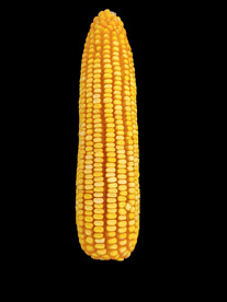 玉米棒