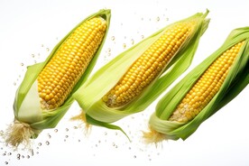 玉米