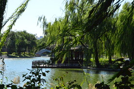 垂柳风景 