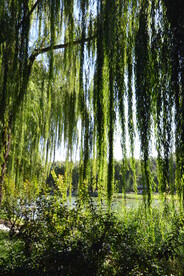 垂柳风景