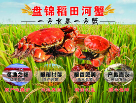 盘锦稻田河蟹