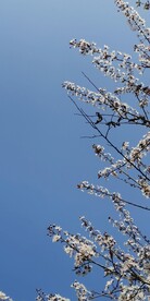 春天 樱花 紫叶李