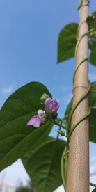 豆角种植