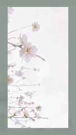 春天樱花