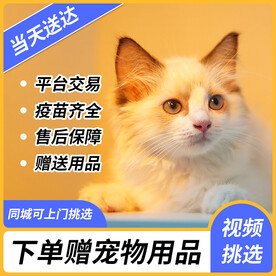 宠物猫出售主图