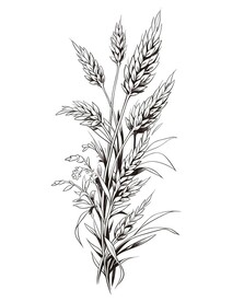 麦穗