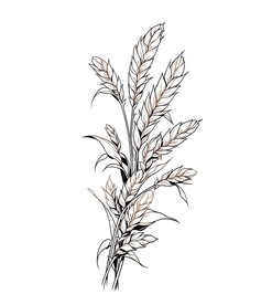 麦穗