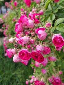 蔷薇花