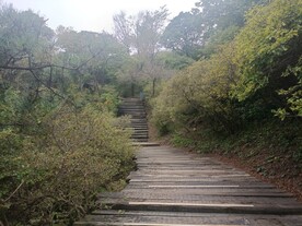 龟峰山杜鹃