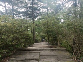 龟峰山松林