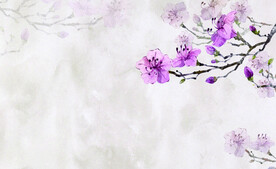 迎春花