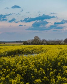 油菜花