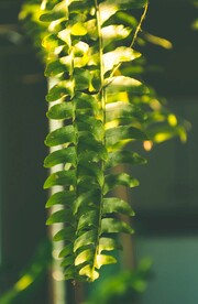 肾蕨