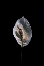 花烛