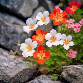 美丽的小花