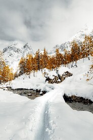 大雪覆盖的山林