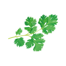 香菜