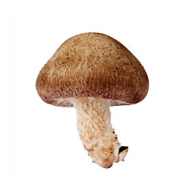 香菇