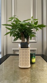 家居绿植摆件