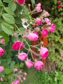春天的蔷薇花