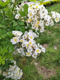 白色的蔷薇花