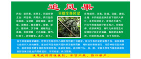 追风果